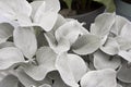 Senecio candicans Angel Wings close up Royalty Free Stock Photo