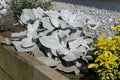 Senecio candicans Angel Wings plants on a sunny summers day in a garden UK Royalty Free Stock Photo