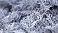 Senecio Cineraria, Dusty Miller, Cineraria Maritima, Silver dust, Compositae