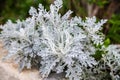 Senecio cineraria or Jacobaea maritima, silver ragwort ornamental plant in the garden design, dusty miller Royalty Free Stock Photo