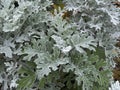 Senecio cineraria `Silver Dust` shrub