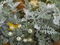 Senecio cineraria `Silver Dust` shrub Royalty Free Stock Photo