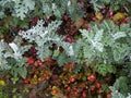 Senecio cineraria `Silver Dust` shrub Royalty Free Stock Photo