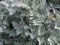 Senecio cineraria `Silver Dust` shrub Royalty Free Stock Photo