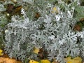 Senecio cineraria `Silver Dust` shrub Royalty Free Stock Photo