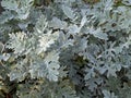 Senecio cineraria `Silver Dust` shrub Royalty Free Stock Photo