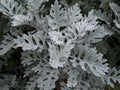 Senecio cineraria `Silver Dust` shrub