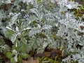 Senecio cineraria `Silver Dust` shrub Royalty Free Stock Photo