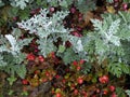 Senecio cineraria `Silver Dust` shrub