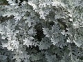 Senecio cineraria `Silver Dust` shrub