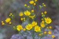 Senecio inaequidens, narrow-leaved ragwort, South African ragwort yellow small flowers on field in summer