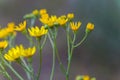 Senecio inaequidens, narrow-leaved ragwort, South African ragwort yellow small flowers on field in summer