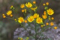 Senecio inaequidens, narrow-leaved ragwort, South African ragwort yellow small flowers on field in summer