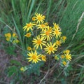 Senecio jacobaea Royalty Free Stock Photo