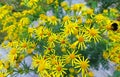 Tansy Ragwort - a poisonous flower when eaten by horses or cows