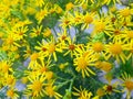 Tansy Ragwort - a poisonous flower when eaten by horses or cows