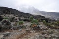 Senecio Kilimanjari forest on mount Kilimanjaro Royalty Free Stock Photo