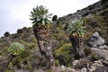 Senecio Kilimanjari forest on mount Kilimanjaro Royalty Free Stock Photo