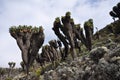 Senecio Kilimanjari forest on mount Kilimanjaro Royalty Free Stock Photo