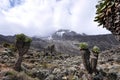 Senecio Kilimanjari forest on mount Kilimanjaro Royalty Free Stock Photo