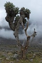 Senecio Kilimanjari trees