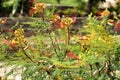 Senecio Kleinia plant in the garden