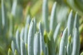 Senecio mandraliscae background