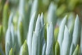 Senecio mandraliscae background