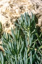 Senecio mandraliscae (Blue Chalksticks), Ground cover succulent plant in a flower bed in Avalon on Catalina Island