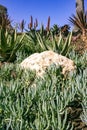 Senecio mandraliscae (Blue Chalksticks), Ground cover succulent plant in a flower bed in Avalon on Catalina Island