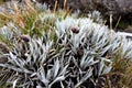 Senecio nivalis, plant of paramo