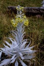 Senecio niveoqureus  840205 Royalty Free Stock Photo