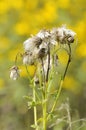 Senecio ovatus, common name wood ragwort Royalty Free Stock Photo