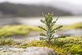 Senecio plant