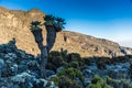 Senecio plant in Machame route to Kilimanjaro peak