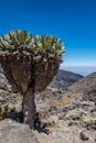 Senecio plant in Machame route to Kilimanjaro peak