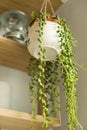 Senecio rowleyanus house Plant in a animal face hanging pot. String of Pearls plant