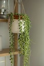 Senecio rowleyanus house Plant in a white hanging pot. String of Pearls plant