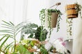 Senecio Rowleyanus Plant in a White Hanging Pot