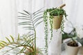 Senecio Rowleyanus Plant in a White Hanging Pot