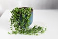 Senecio rowleyanus, string of pearls, houseplant with round green leaves in a blue ceramic pot.