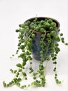 Senecio rowleyanus, string of pearls, isolated on a white background.
