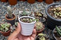 White Spine Golden Barrel cactus closeup view Royalty Free Stock Photo