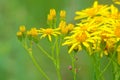 Senecio scandens