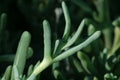 Senecio Serpens or Blue Chalk Fingers plant under morning sunshine