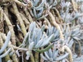 Senecio serpens Blue Chalksticks succulent native to South Africa