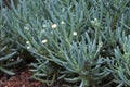 Close up of small white flowers and leaves of senecio serpens