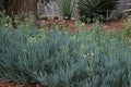 Clump blue chalk stick plants with small white flowers in succulent garden