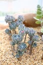 Senecio Serpens Succulent Plant