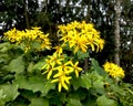 Senecio tamÃÂ³ides